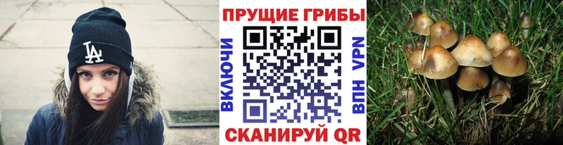 Псилоцибиновые грибы Psilocybine cubensis  закладка  Майкоп 